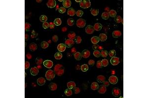 Immunofluorescence Analysis of Raji cells labeling HLA-DR with HLA-DR Monoclonal Antibody (SPM289) conjugated with APC (Green) The nuclear counterstain is Reddot (Red) (HLA-DR antibody)