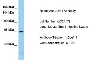 Host: Rabbit Target Name: Acin1 Sample Type: Mouse Small Intestine Antibody Dilution: 1. (ACIN1 antibody  (N-Term))