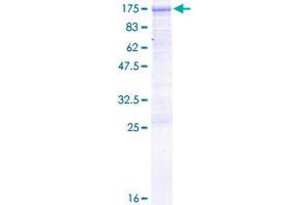DVL3 Protein (AA 1-716) (GST tag)