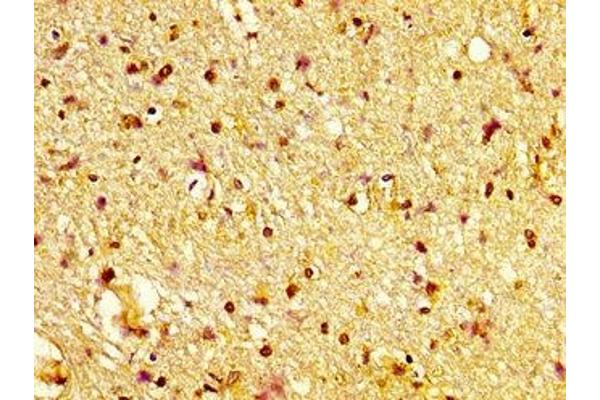Sortilin 1 antibody  (AA 328-457)