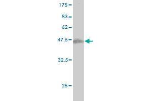 Western Blot detection against Immunogen (37. (SENP6 antibody  (AA 1-110))