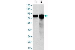 Western blot analysis using GYS1 monoclonal antibody, clone 3A7  against HeLa (1) and HEK293 (2) cell lysate.