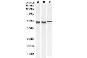 (ABIN185730) (0. (GFAP antibody  (C-Term))