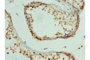 Immunohistochemistry of paraffin-embedded human testis tissue using ABIN7148180 at dilution of 1:100 (CCDC97 antibody  (AA 1-343))
