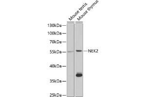 Western blot analysis of extracts of various cell lines, using NEK2 antibody (ABIN6132408, ABIN6144517, ABIN6144519 and ABIN6220992) at 1:1000 dilution. (NEK2 antibody  (AA 1-135))