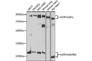 Western blot analysis of extracts of various cell lines, using NOTCH3 antibody (ABIN6134401, ABIN6144738, ABIN6144739 and ABIN6217553) at 1:1000 dilution. (NOTCH3 antibody  (C-Term))