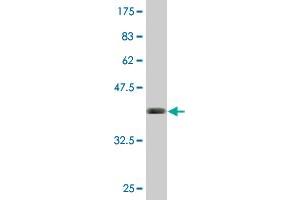 Western Blot detection against Immunogen (41. (BST2 antibody  (AA 40-180))