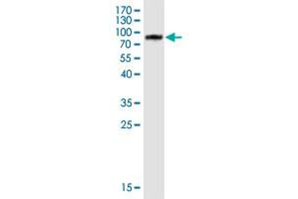 FSIP1 antibody  (AA 1-581)