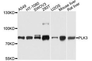 Western blot analysis of extracts of various cell lines, using PLK3 antibody. (PLK3 antibody  (AA 487-646))