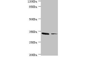 MGLL 抗体  (AA 1-303)