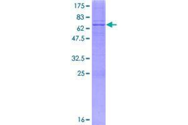 B4GALT7 Protein (AA 1-327) (GST tag)