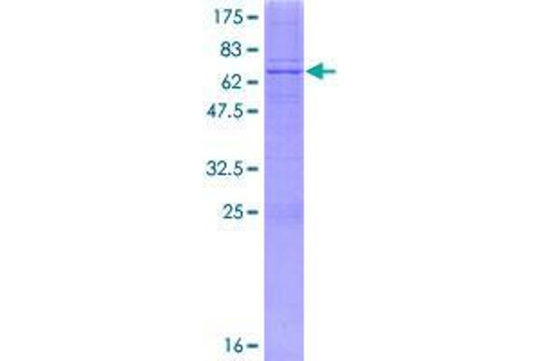 B4GALT7 Protein (AA 1-327) (GST tag)