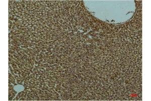 Immunohistochemistry (IHC) analysis of paraffin-embedded Rat Liver Tissue using PI3 Kinase P85 alpha Mouse Monoclonal Antibody diluted at 1:200. (PIK3R1 antibody)