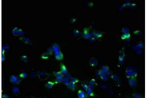 Immunofluorescent analysis of 293T cells using ABIN7162276 at dilution of 1:100 and Alexa Fluor 488-congugated AffiniPure Goat Anti-Rabbit IgG(H+L) (ORMDL1 antibody  (AA 48-100))