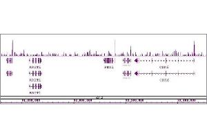 Sox2 antibody (pAb) tested by ChIP-Seq. (SOX2 antibody  (C-Term))