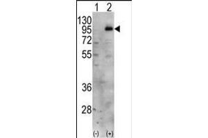 Western blot analysis of PIP5K1C (arrow) using PIP5K1G Antibody (C-term) (ABIN392596 and ABIN2842125).