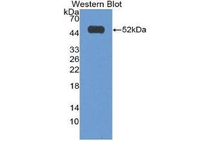 Western Blotting (WB) image for anti-Interferon, alpha 2 (IFNA2) (AA 24-188) antibody (ABIN1980435) (IFNA2 antibody  (AA 24-188))
