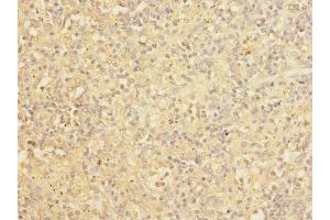 Immunohistochemistry of paraffin-embedded human spleen tissue using ABIN7148013 at dilution of 1:100 (COPB2 antibody  (AA 657-906))