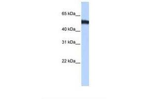 Image no. 1 for anti-Zinc Finger Protein 486 (ZNF486) (C-Term) antibody (ABIN6739338)