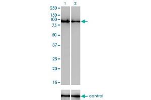 Western blot analysis of GOLGA5 over-expressed 293 cell line, cotransfected with GOLGA5 Validated Chimera RNAi (Lane 2) or non-transfected control (Lane 1).