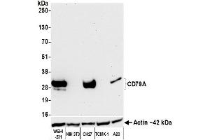 Western Blotting (WB) image for anti-B-cell antigen receptor complex-associated protein alpha chain (CD79A) (AA 176-226) antibody (ABIN7454005) (Recombinant CD79a antibody  (AA 176-226))