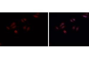 ABIN6269161 staining HepG2? (CREB1 antibody  (Internal Region))