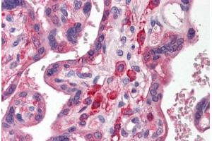 Human Placenta (formalin-fixed, paraffin-embedded) stained with SIRPA antibody ABIN214476 at 2. (SIRPA antibody  (C-Term))