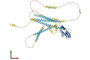 Protein Structure (PS) image for Nexilin (NEXN) (AA 1-607) protein (His tag) (ABIN7558255)