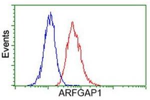 Image no. 4 for anti-ADP-Ribosylation Factor GTPase Activating Protein 1 (ARFGAP1) antibody (ABIN1496683) (ARFGAP1 antibody)