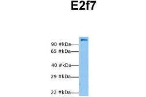 Host:  Rabbit  Target Name:  E2f7  Sample Tissue:  Human NIH-3T3  Antibody Dilution:  1. (E2F7 antibody  (N-Term))