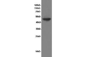 Western Blotting (WB) image for anti-Enolase 1 (ENO1) antibody (ABIN5958196) (ENO1 antibody)