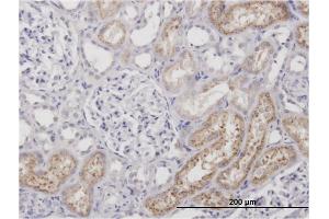 Immunoperoxidase of monoclonal antibody to AMBP on formalin-fixed paraffin-embedded human kidney. (AMBP antibody)