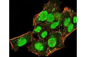 Immunofluorescence analysis of Hela cells using CBX5 mouse mAb (green). (CBX5 antibody  (AA 1-191))