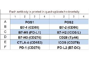 Image no. 1 for Human Immune Checkpoint Molecule Array 1 (ABIN4956064) (Human Immune Checkpoint Molecule Array 1)