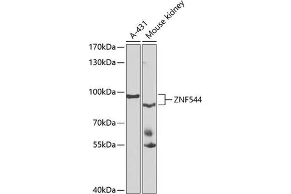 ZNF544 antibody  (AA 1-230)