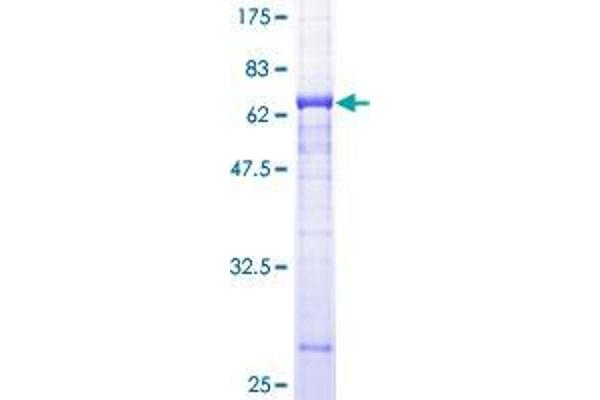 BTN2A1 Protein (AA 1-334) (GST tag)
