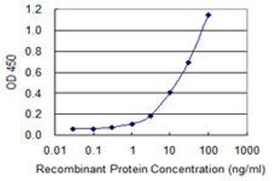 Detection limit for recombinant GST tagged SERPINB1 is 0. (SERPINB1 antibody  (AA 201-300))