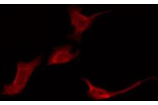 OR52E1 antibody  (Internal Region)