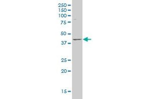 LANCL1 antibody  (AA 1-58)