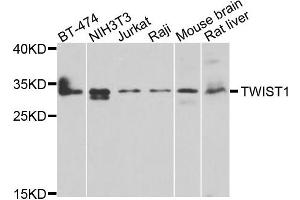 Western blot analysis of extracts of various cells, using TWIST1 antibody.