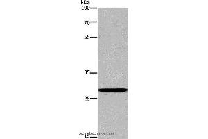 Western blot analysis of Raji cell, using ANP32C Polyclonal Antibody at dilution of 1:400