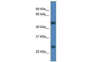 Mettl4 antibody used at 0. (METTL4 antibody  (C-Term))