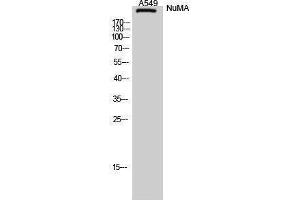 Western Blotting (WB) image for anti-Nuclear Mitotic Apparatus Protein 1 (NUMA1) (N-Term) antibody (ABIN3185976) (NUMA1 antibody  (N-Term))