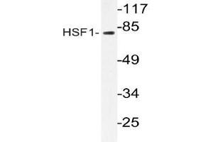 Western blot (WB) analyzes of HSF1 antibody in extracts from RAW264. (HSF1 antibody)