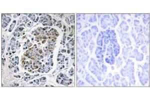 Immunohistochemistry analysis of paraffin-embedded human pancreas tissue using MtSSB antibody. (SSBP1 antibody  (C-Term))