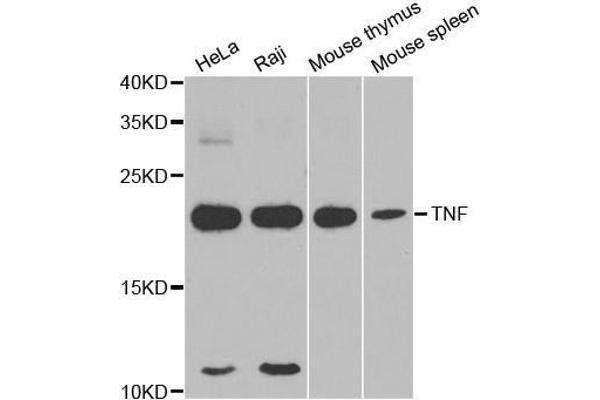 TNF alpha 抗体  (AA 1-233)