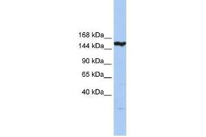 CASP8AP2 antibody used at 0. (FLASH antibody  (N-Term))