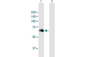 Western Blot analysis of NFIL3 expression in transfected 293T cell line by NFIL3 MaxPab polyclonal antibody. (NFIL3 antibody  (AA 1-462))