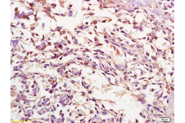 MDC1 antibody  (AA 31-130)