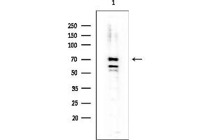 Western blot analysis of lysates from Rat lung, using NRF1 Mouse Monoclonal Antibody.